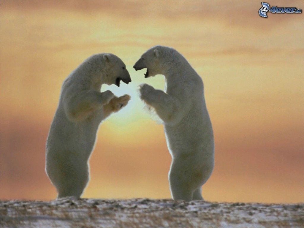 [obrazky_4ever_sk]%20medvede%205879712.jpg