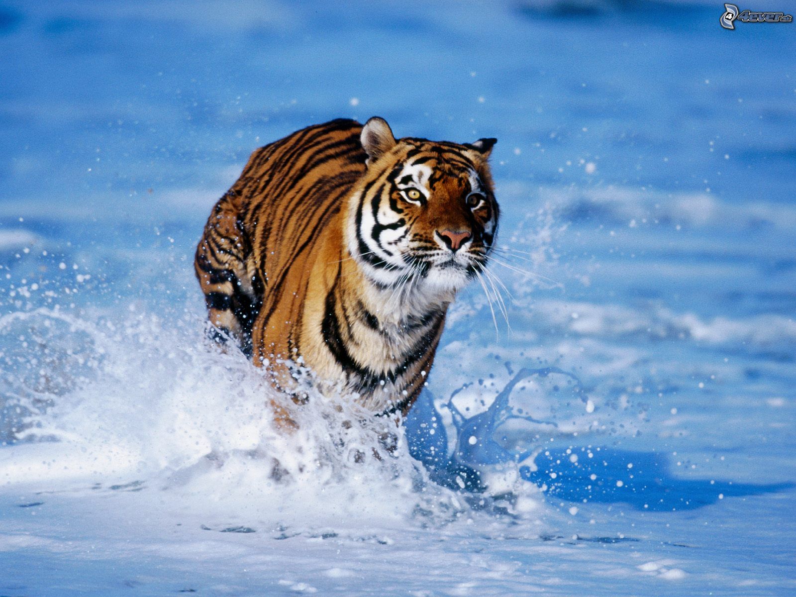 [obrazky_4ever_sk]%20tiger%201361348.jpg