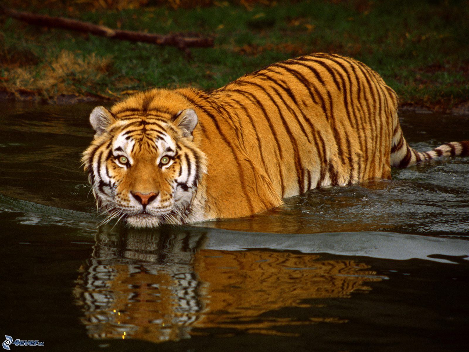 [obrazky_4ever_sk]%20tiger,%20rieka,%20voda%203670802.jpg