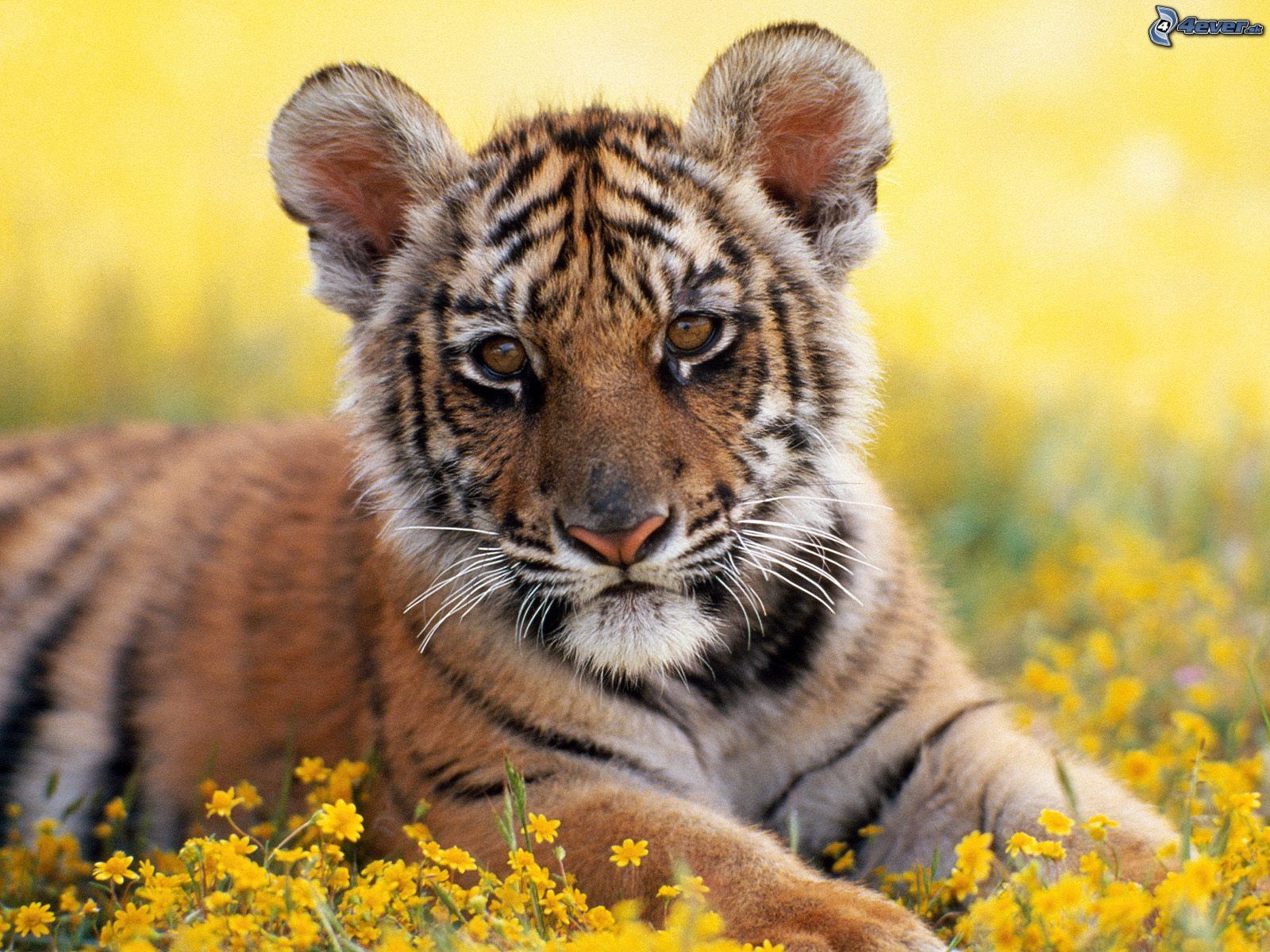 [obrazky_4ever_sk]%20tiger,%20zviera%202161850.jpg