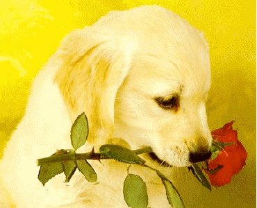 008263.gif